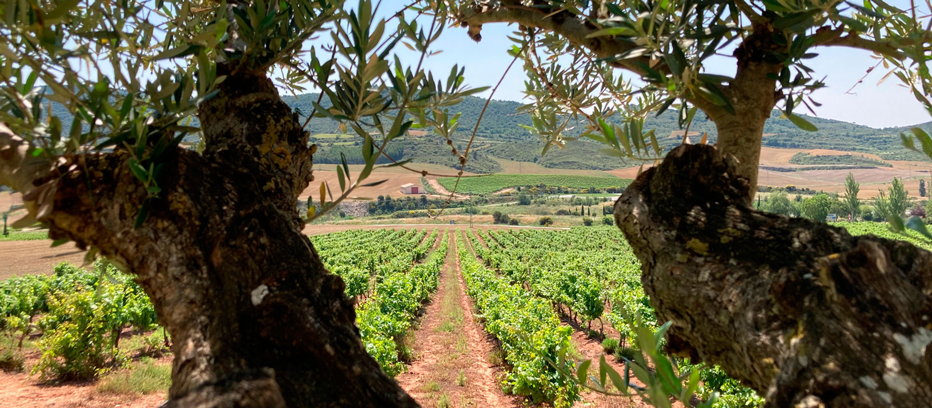 Bodegas Castillo de Monjardín