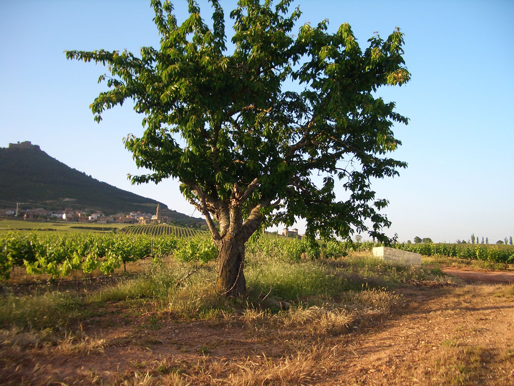 Bodegas Castillo de Monjardín