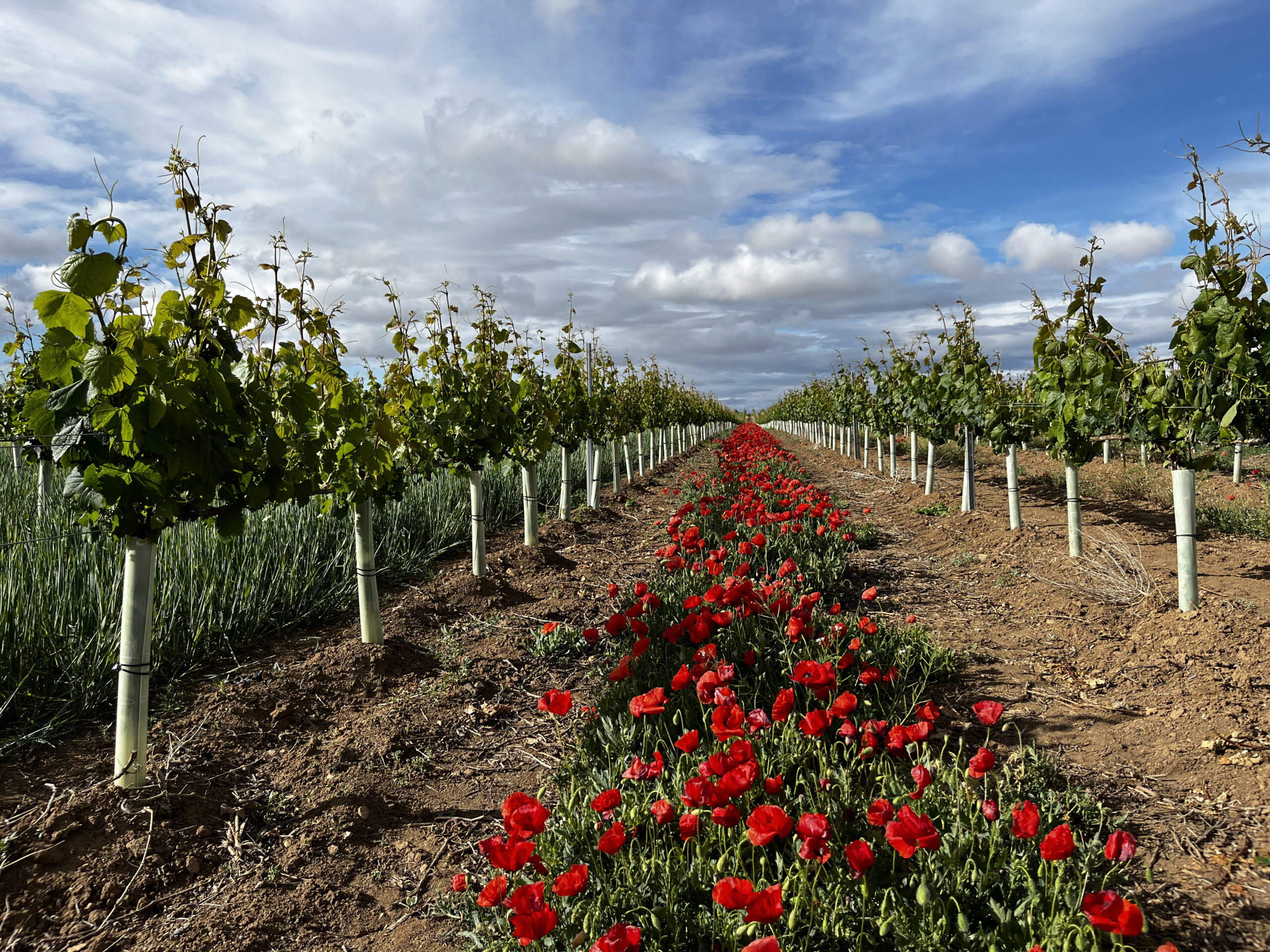 Our Vineyards in Olite - Castillo de Monjardín